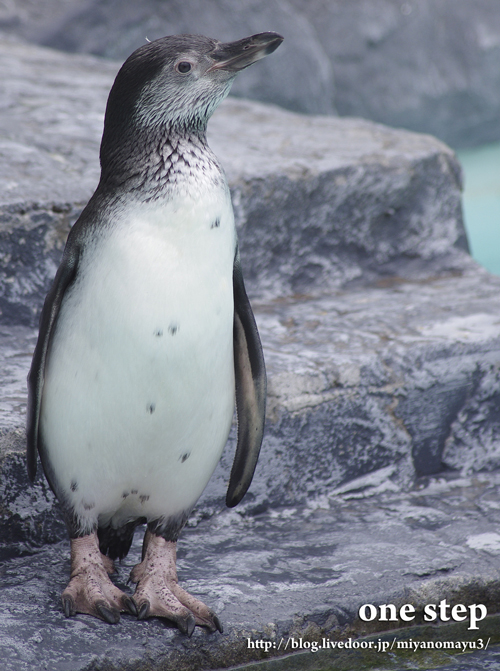 ペンギン