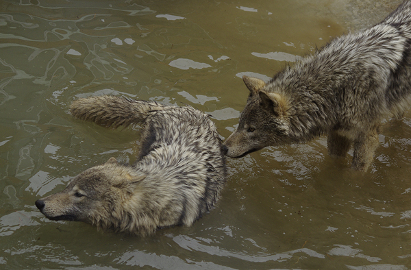 ショウユウキ