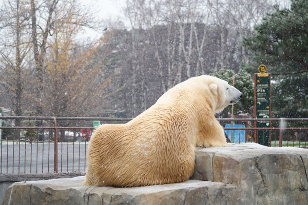 イチョウ