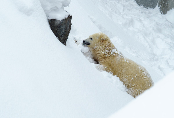 雪崖