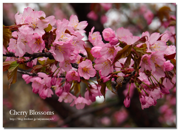 桜