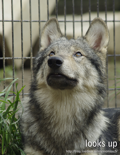 ショウ