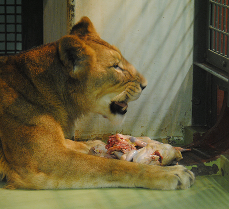 食べる