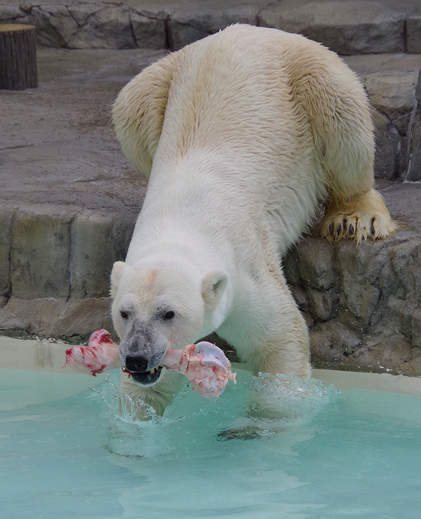 水にデナリ