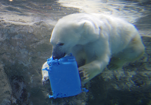 水中ピリカ