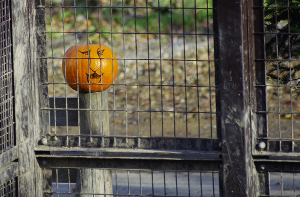 ハロウィン