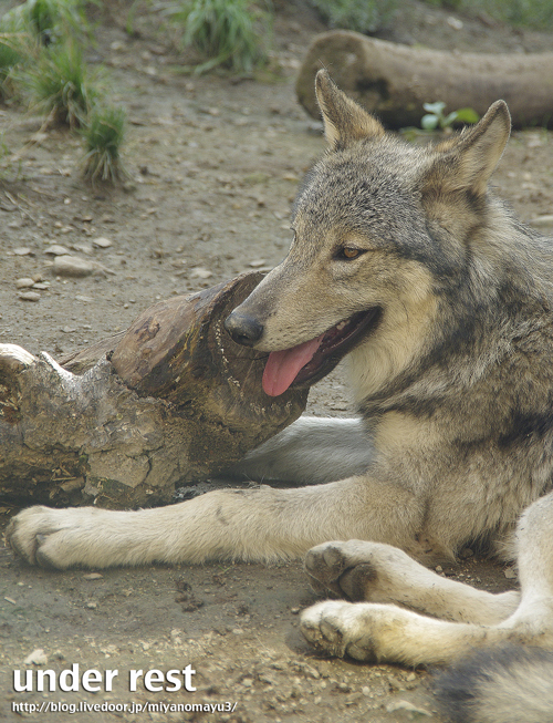 ショウ