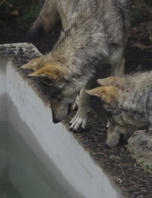 ユウキとショウ