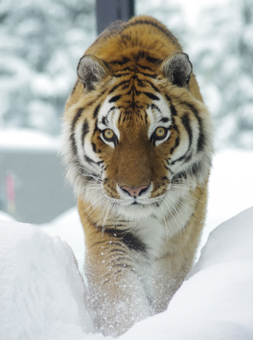 タツオ雪