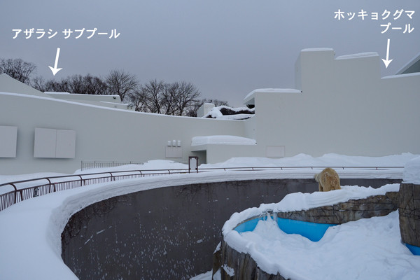 デナリ見る