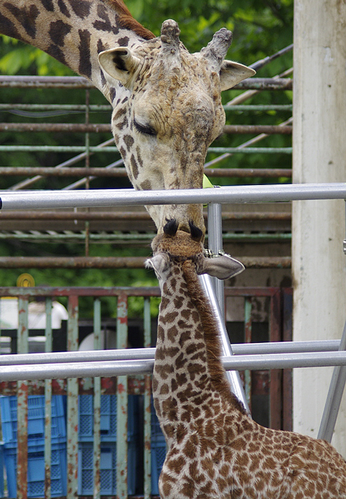 ユウマと