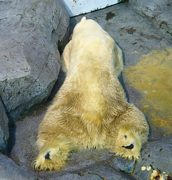 ユキマル背中