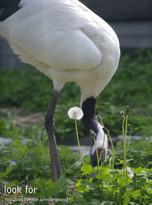 タンポポ