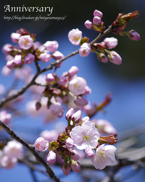 桜