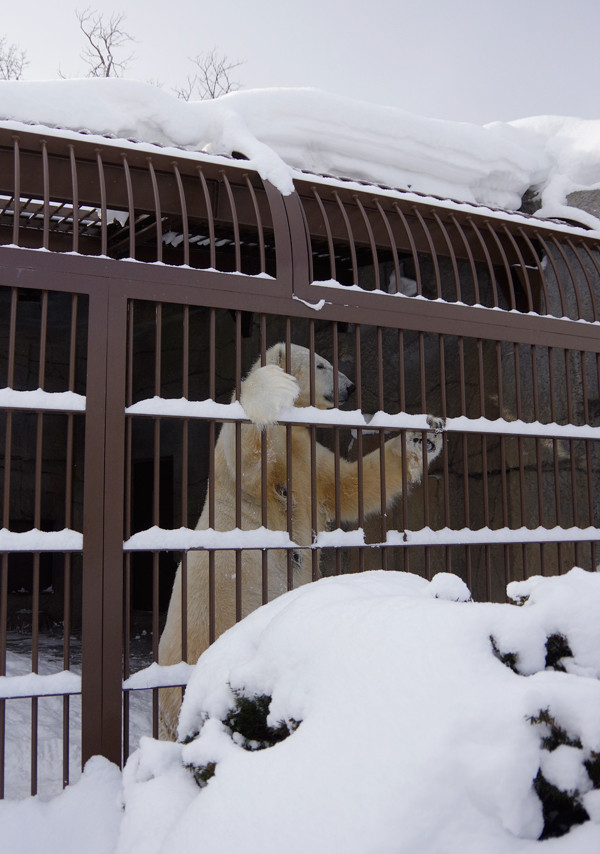 雪