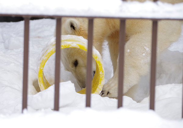 雪穴掘り