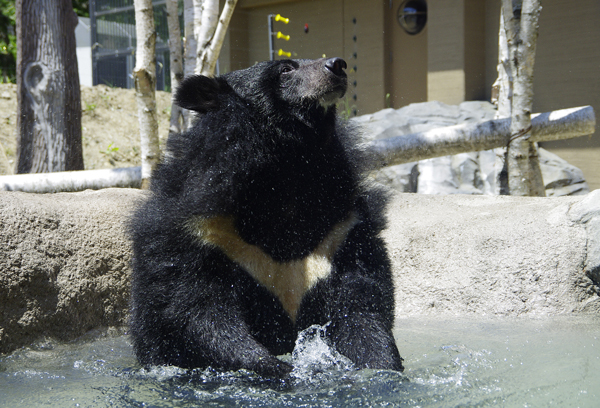 トモ水