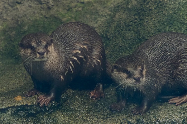 わらびとイヨカン