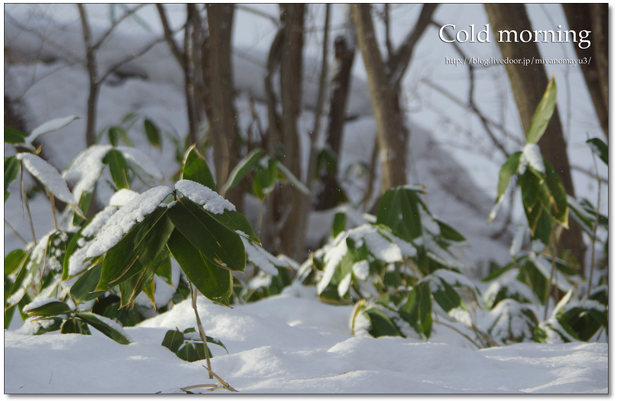 雪