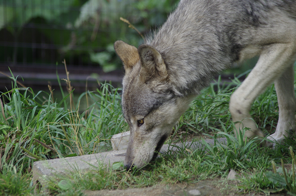 ショウ