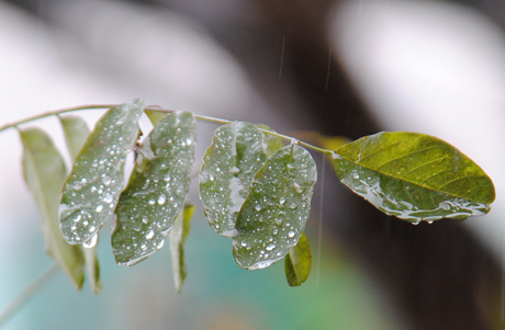 雨