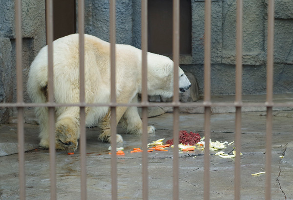 キャンディ餌