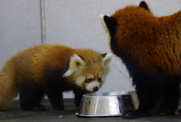 食べる