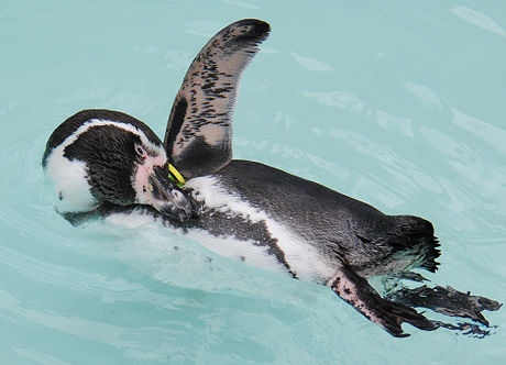 ペンギン