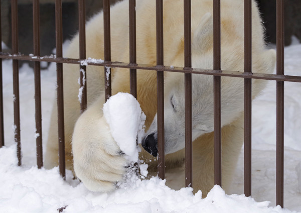 雪玉