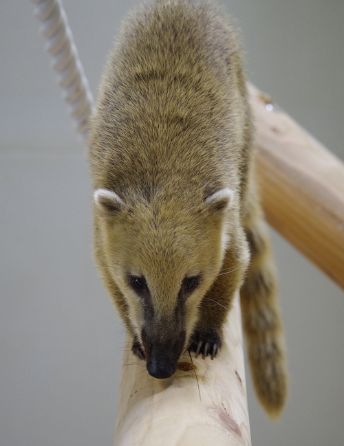 アカハナグマ