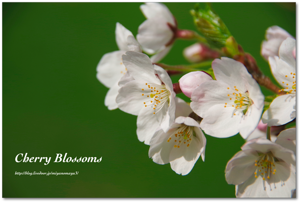 桜