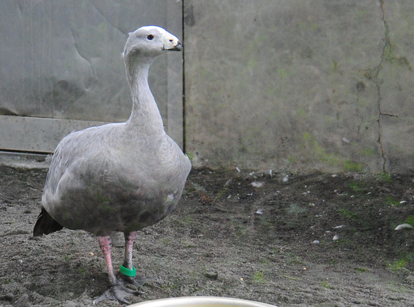 白鳥池