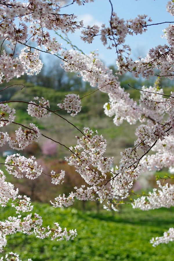 桜