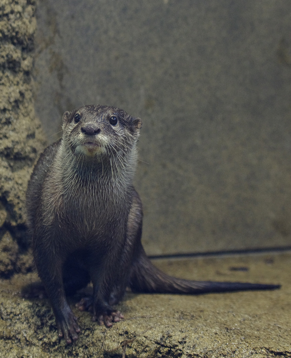 サン