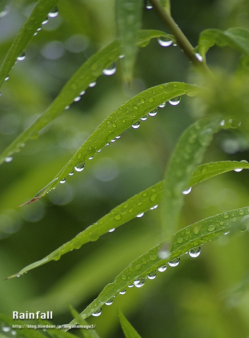 雨