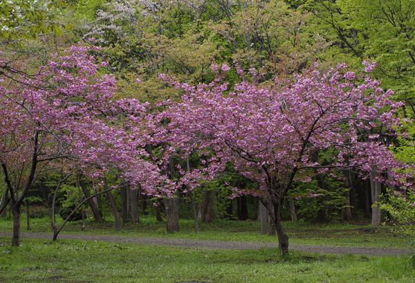 八重桜