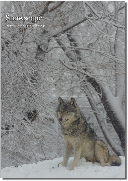 ショウ