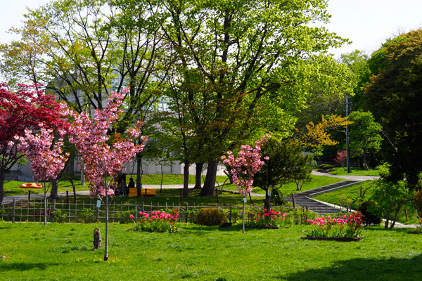 八重桜