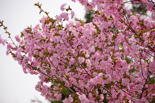 八重桜