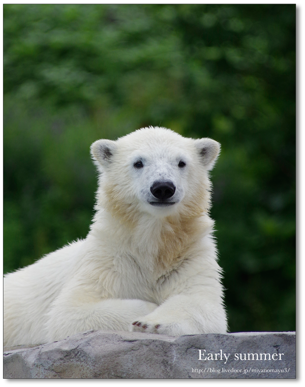 ふわふわ