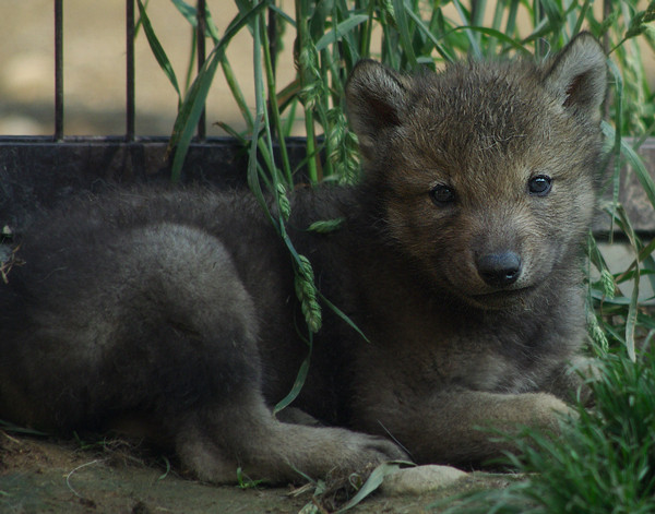 6月11日ユウキ