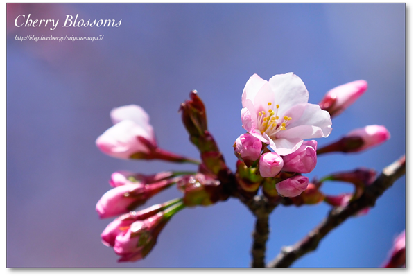 桜