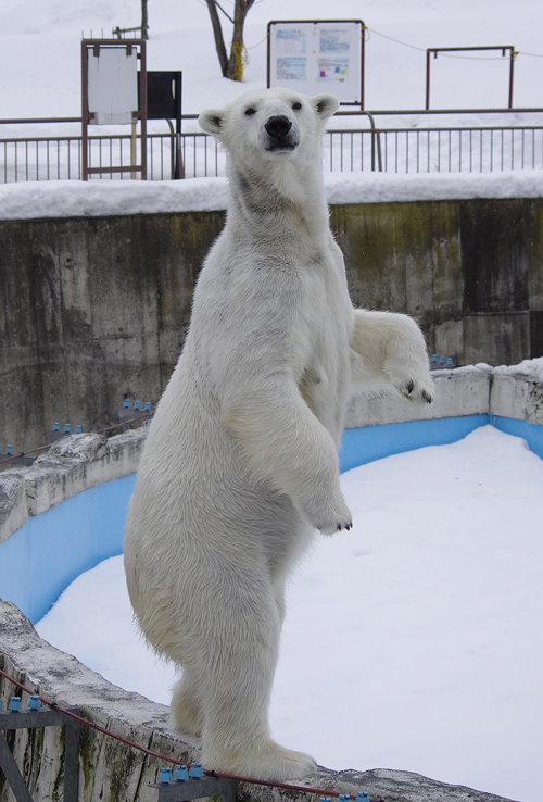 ララ