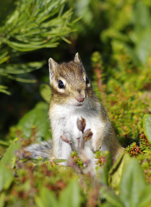 エゾシマリス