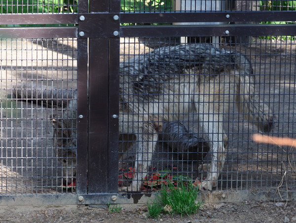 ショウ