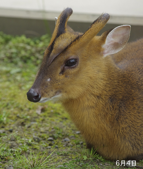 キョン