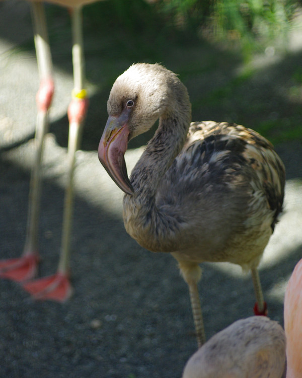 幼鳥