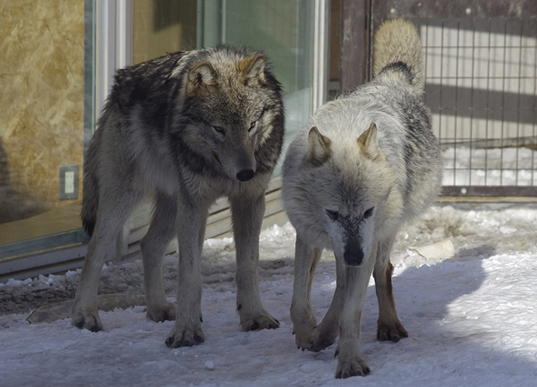 ショウとキナコ