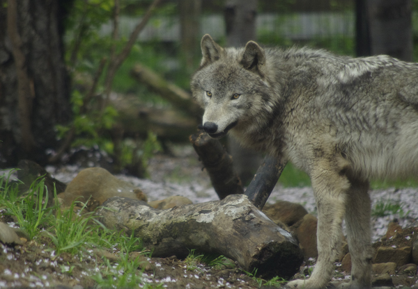 ショウ